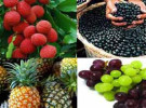বিষমুক্ত ফল ও সুস্থ-সুন্দর জীবনের দাবি 