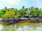 সুন্দরবন রক্ষায় জরুরি অবস্থা জারি ও সেনা মোতায়েনের প্রয়োজনীয়তা