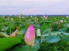 রণকাইলের পদ্ম ও শাপলার বিলে একদিন