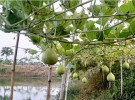 পুকুরপাড়ে সবজি চাষে সফল ঈশ্বরদীর মাছ চাষিরা
