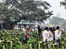 ‘খরচ কম লাভ বেশি  কলা চাষে কৃষক খুশি’