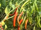 বিরলে বিরল ফসল ‘শিটি মরিচ’ 
