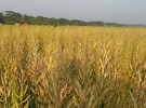কোটালীপাড়ায় সরিষার বাম্পার ফলন 
