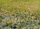 অনাবৃষ্টির কবলে ঝিনাইদহ, দিশেহারা কৃষক