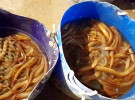 ঈশ্বরদীর কুঁচিয়া রপ্তানি হচ্ছে বিদেশে