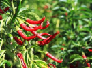 আত্রাই নদীর তীরে ‘মরিচ’ চাষে অভাবনীয় সাফল্য