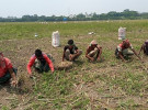 সালথায় পেঁয়াজ উত্তোলন শুরু, ন্যায্যমূল্যের দাবি চাষিদের