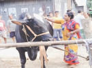 গরু মোটাতাজা করে সফল গৃহবধূ সাগরী