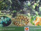 স্পেনসহ ৩ দেশ পেল বাংলাদেশের আম্রপালির স্বাদ