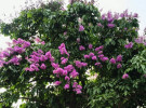 টাঙ্গাইলের পথে পথে মুগ্ধতা ছড়াচ্ছে জারুল
