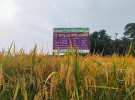 নতুন ব্রি ধান প্রিমিয়ার কোয়ালিটির বাসমতি চালের আমদানী নির্ভরতা কমবে 