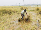 নড়াইলে বোরো ধানের বাম্পার ফলন