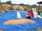 সোনাতলায় অতি বৃষ্টির কারণে ধান-খর নিয়ে চরম বিপাকে কৃষক