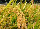 বিলুপ্তির পথে বাংলার দেশি ধানের জাত