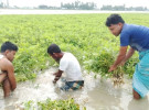 তিস্তার পানিতে ফের তলিয়ে গেছে বাদামসহ রবিশষ্য