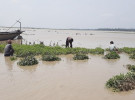 কুড়িগ্রামে বৃষ্টি-বন্যাতে ৩ কোটি ২৬ লাখ টাকার কৃষি ফসলের ক্ষয়ক্ষতি