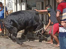 এবার ৯১ লাখ পশু কোরবানি