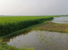 বৃষ্টির পানিতে পচন ধরেছে পাটের গোড়া, ক্ষতির মুখে পাট চাষিরা 