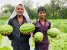 সুবর্ণচরে বর্ষাকালেও তরমুজের বাম্পার ফলন