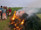 চাটমোহরে ২০ লাখ টাকার নিষিদ্ধ জাল পুড়িয়ে ধ্বংস