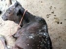সোনাতলায় লাম্পিস্কিন রোগে ভুগছে অসংখ্য গরু, মৃত্যু শতাধিক