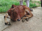 ল্যাম্পি স্কিনে বিপর্যস্ত রাজবাড়ীর খামারিরা