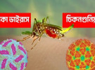 ডেঙ্গু, জিকা ও চিকুনগুনিয়া ঝুঁকি ও প্রতিকার