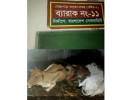 গলাচিপায় অধিকাংশ আশ্রয়ণকেন্দ্রে এখন গরু-ছাগলের বসবাস