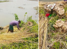পাট চাষে মিশ্র প্রতিক্রিয়া কালীগঞ্জের চাষিদের