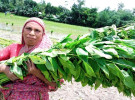 সোনালী আঁশে সোনার স্বপ্ন দেখছেন সোনাতলার কৃষক