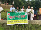 কাপাসিয়ায় আউশ ধানের নমুনা শস্য কর্তন উদ্বোধন