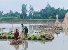 টাঙ্গাইলে পাটের আবাদ ভালো হলেও বিপাকে কৃষক 