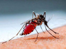 ডেঙ্গুতে আরও ৩ জনের মৃত্যু