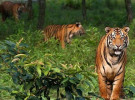 প্রকৃতি রক্ষা ও আইন প্রণয়ন: বন্যপ্রাণী ও বনাঞ্চলের জন্য দিকনির্দেশনা