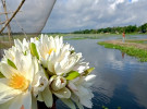 সালথায় সাদা শাপলার সৌন্দর্যে মন কেড়েছে সবার