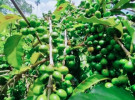 ‘সোনা’ ফলছে মধুপুর শাল-গজারির লাল মাটিতে 