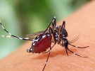 ডেঙ্গুতে প্রাণ হারালেন আরও ৫ জন, হাসপাতালে নতুন ভর্তি ৬৩৬