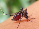 ডেঙ্গুতে রেকর্ড মৃত্যু, হাসপাতালে ৭৪০ জন