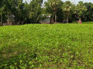 সালথায় ১০ একর জমিতে দেশিয় পাট বীজের আবাদ
