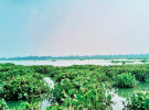 দেশীয় মাছের অস্তিত্ব সংকটে টাঙ্গাইলের ঐতিহ্যবাহী চারান বিল