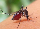 ডেঙ্গুতে পাঁচজনের মৃত্যু, হাসপাতালে ৯৫৩ জন