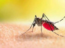 একদিনে ডেঙ্গুতে ১০ জনের মৃত্যু