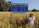 গোপালগঞ্জে আমন সৌসুমে সবচেয়ে বেশি ফলন দিয়েছে ব্রি ধান-১০৩