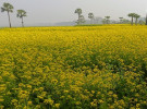 চোখ জুড়ানো সরিষা ফুলের হলুদ আভা 