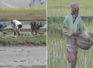 শীত উপেক্ষা করে নড়াইলে বোরো ধান চাষে ব্যস্ত কৃষকরা