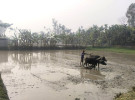 কুড়িগ্রামে ইরি-বোরো চাষাবাদে ব্যস্ত সময় পার করছে কৃষক-কৃষাণীরা