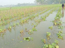 ফুলপুরে ফিশারীর পানিতে তলিয়ে গেছে শসা ও টমেটোর ক্ষেত