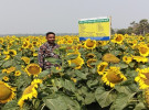 খরচ কম, ফলন অধিক, নড়াইলে জনপ্রিয় হয়ে উঠছে সূর্যমুখী ফুলের চাষ 