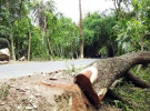 সড়কের গাছ কাটতে নিতে হবে অনুমতি 