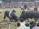 নড়াইলে ঐতিহ্যবাহী ষাঁড়ের লড়াই, দর্শনার্থীদের উপচে পড়া ভিড়